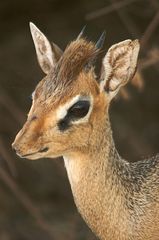 Portrait eines Dik-Dik