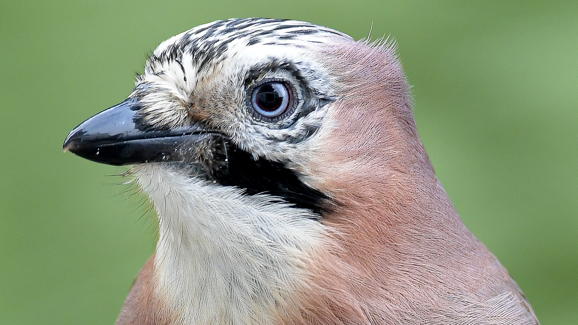 Portrait eines Eichelhäher