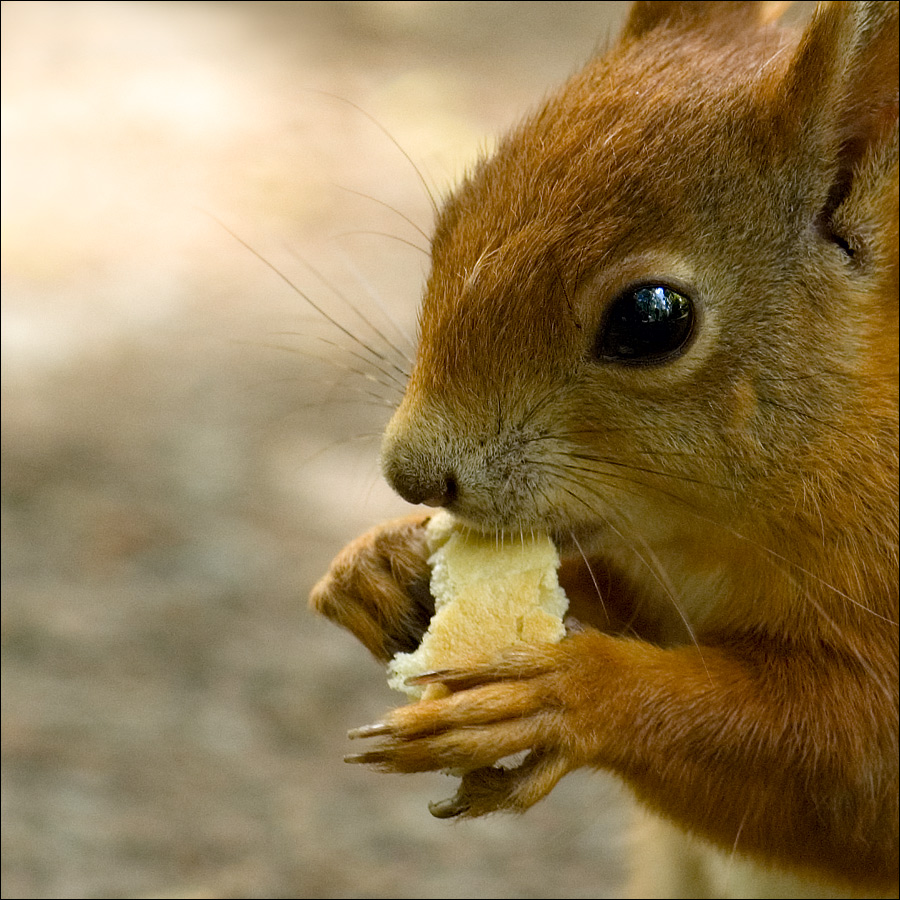 Portrait eines Eichhörnchens