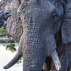 Portrait eines Elefanten