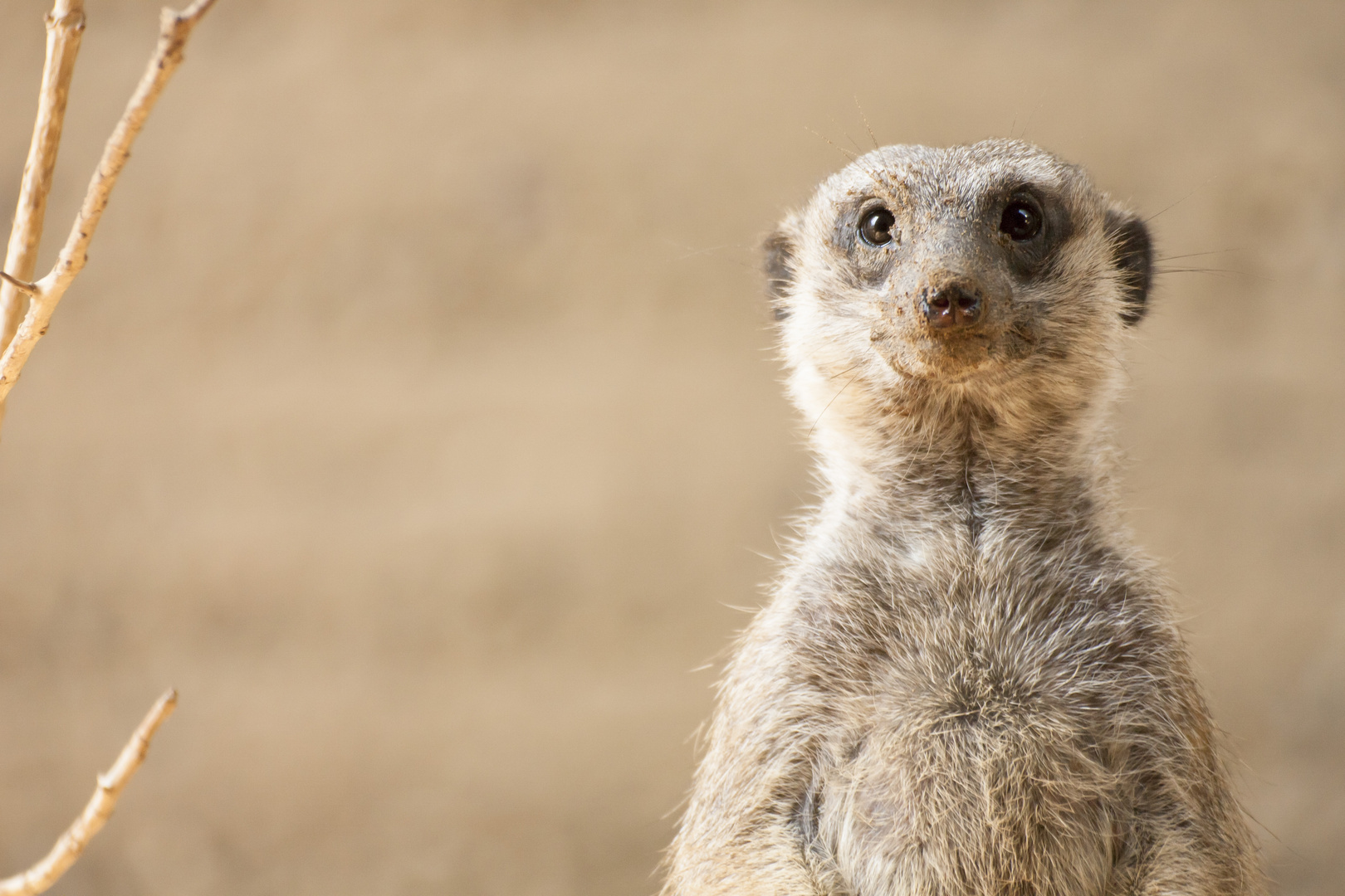 Portrait eines Erdmännchens