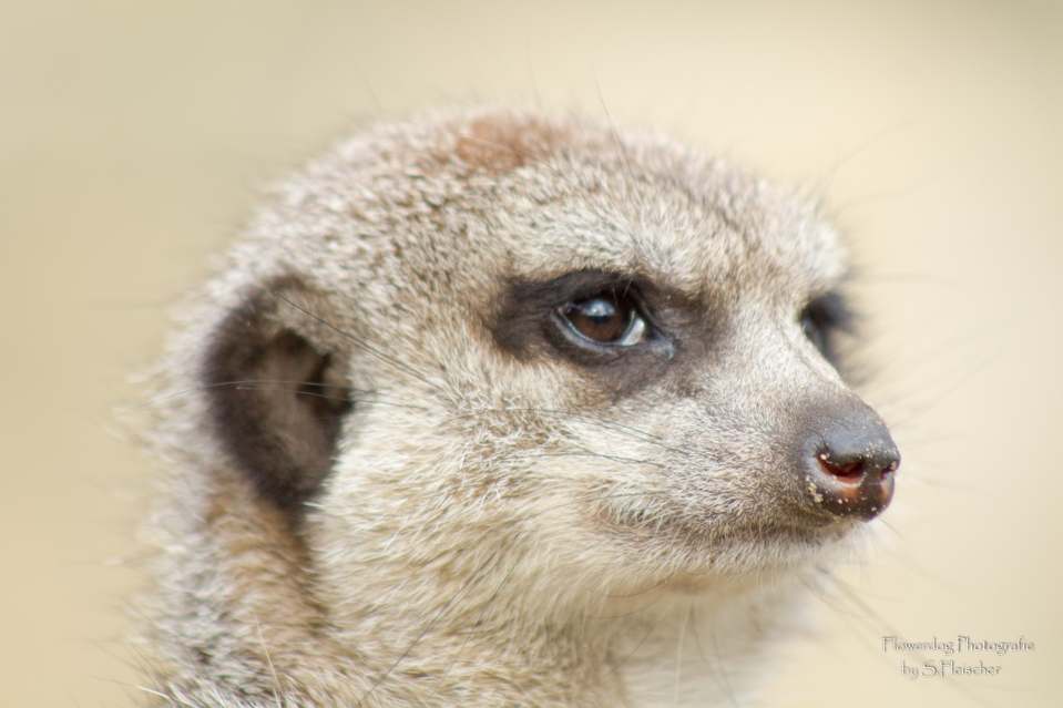 Portrait eines Erdmännchens