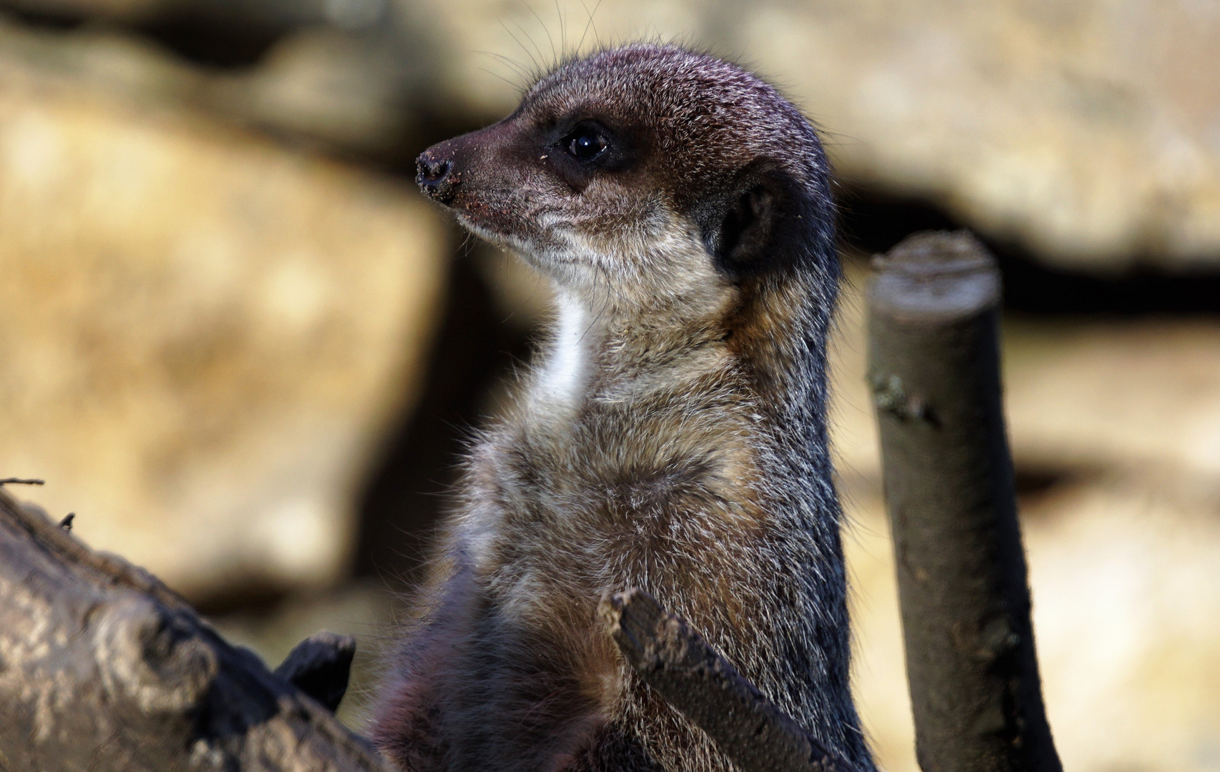 Portrait eines Erdmännchens