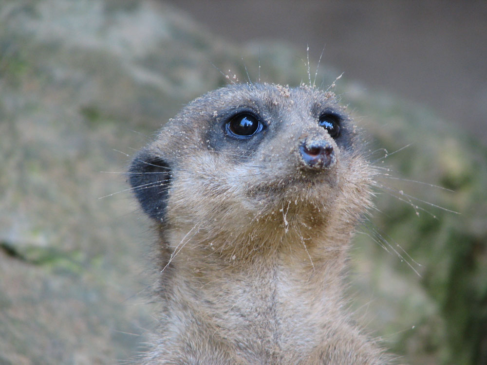 Portrait eines Erdmännchens