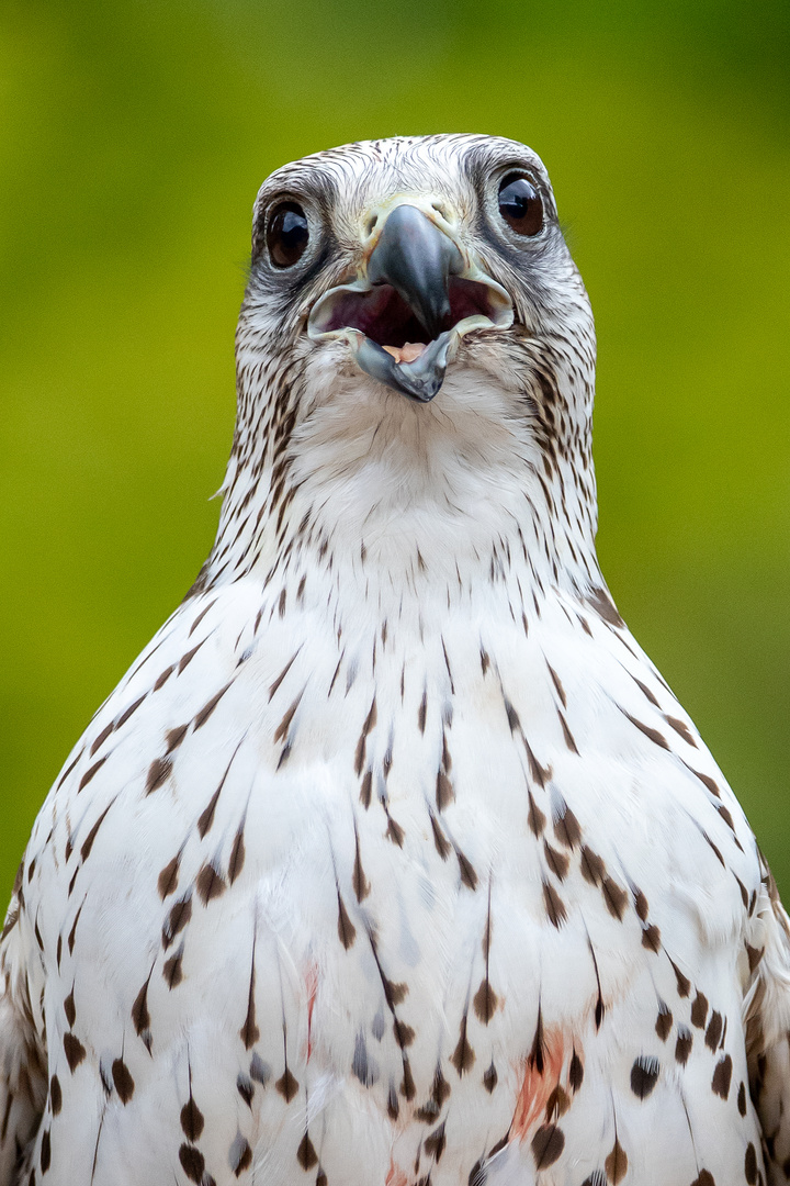 Portrait eines Falken