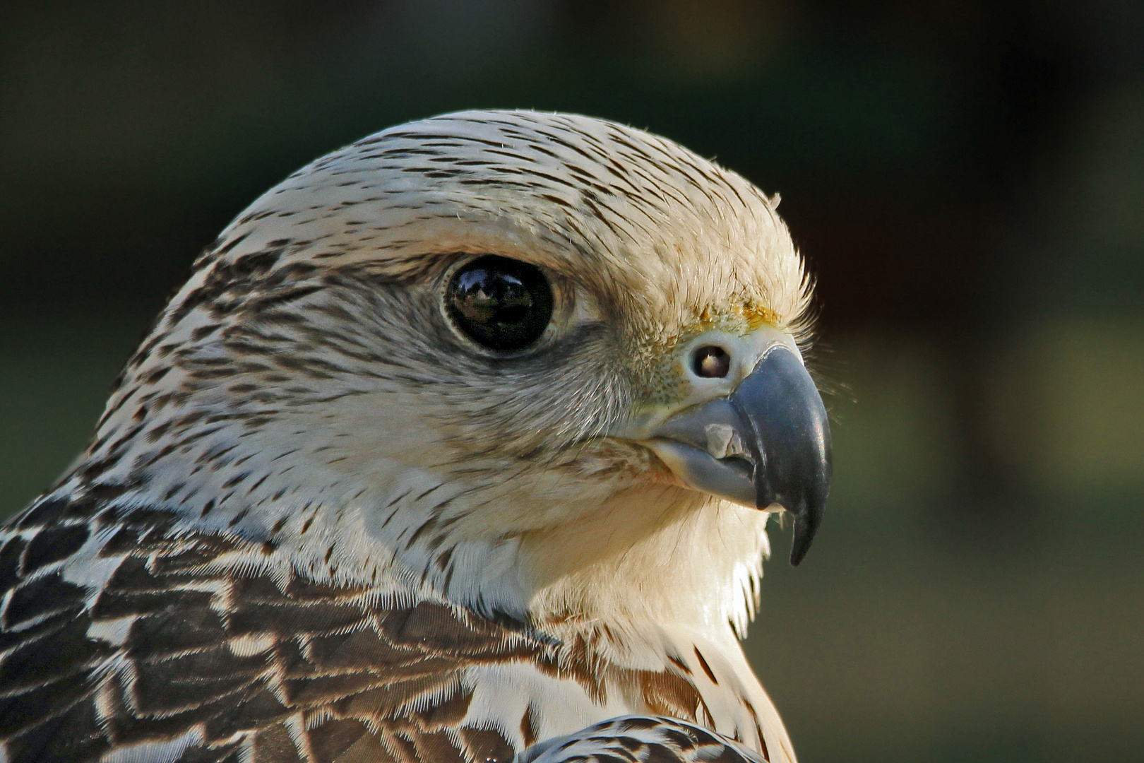 Portrait eines Falken