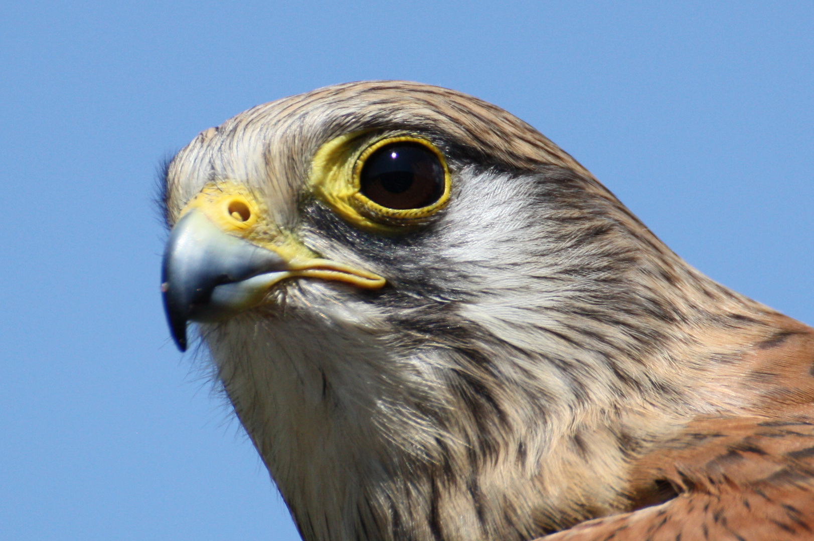 Portrait eines Falken