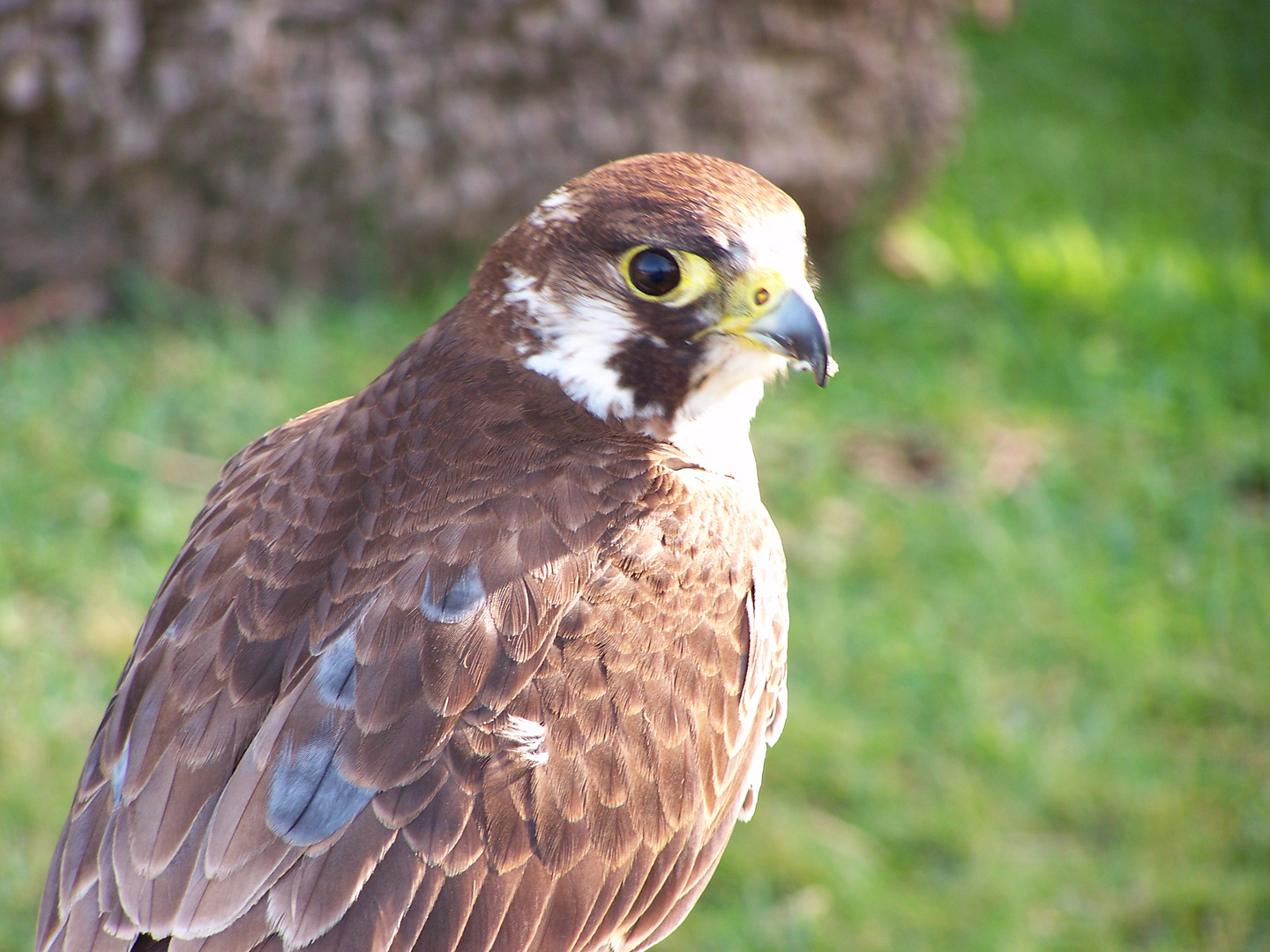 PORTRAIT eines Falken