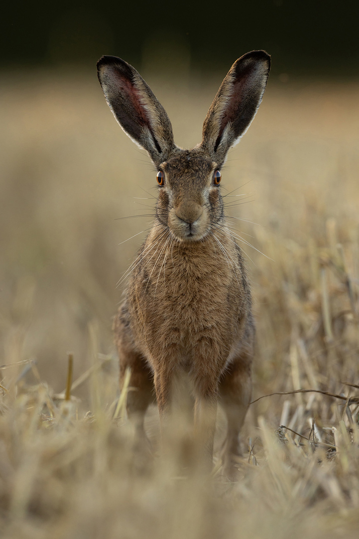 Portrait eines Feldhasen