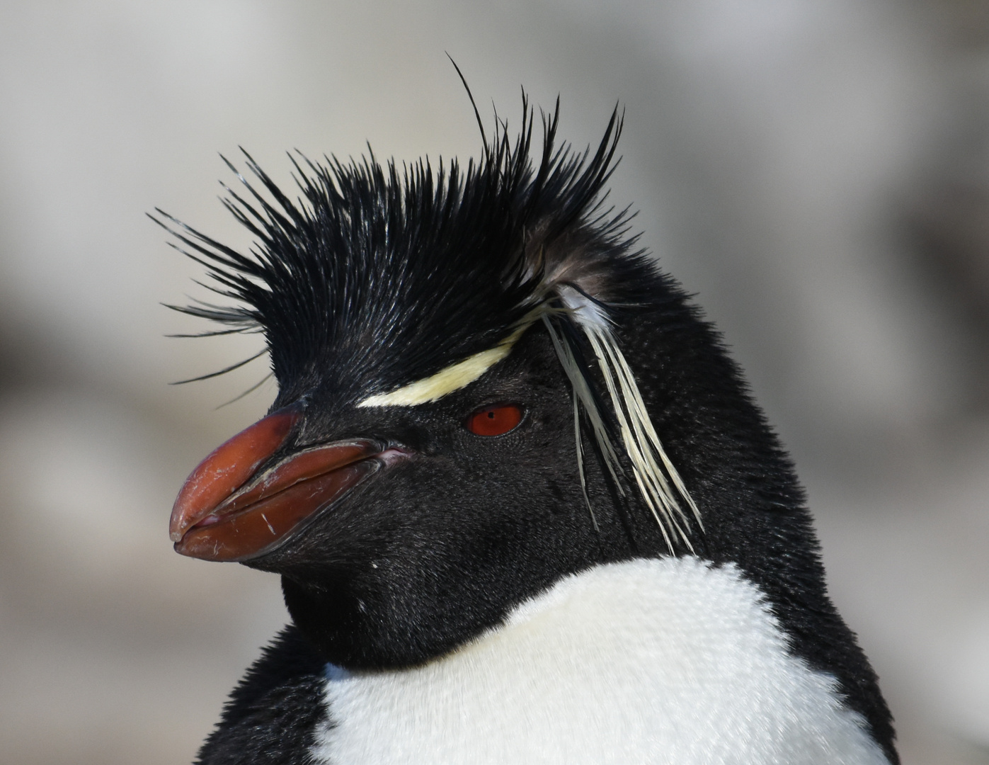 Portrait eines Felsenpinguins