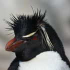 Portrait eines Felsenpinguins