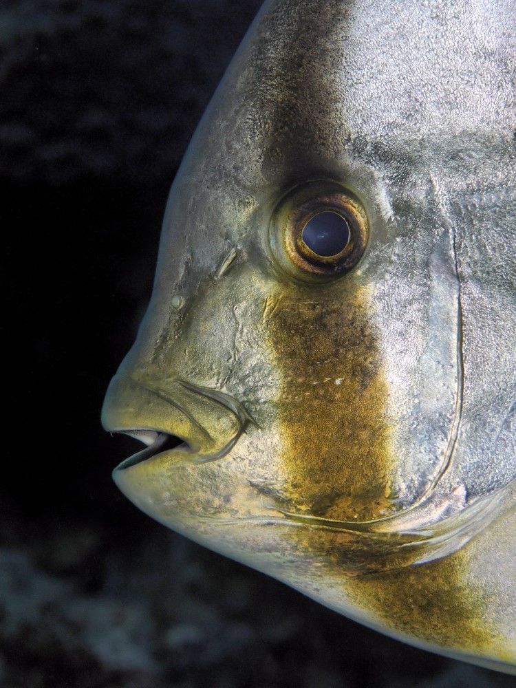 Portrait eines Fledermausfischs in der Mangrove Bay