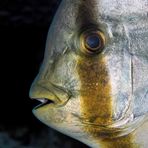 Portrait eines Fledermausfischs in der Mangrove Bay