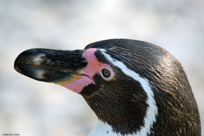 Portrait eines Frackträgers