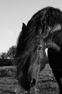 Portrait eines Friesen