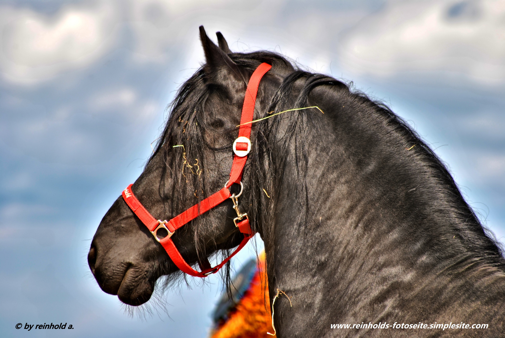 Portrait eines Friesenhengst