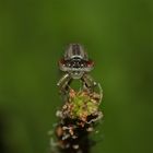 Portrait eines frisch geschlüpften Weibchens der Becher-Azurjungfer (Ennalagma cyathigerum)