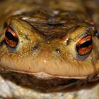 Portrait eines Froschlurches beim Harren auf eine Partnerin ...