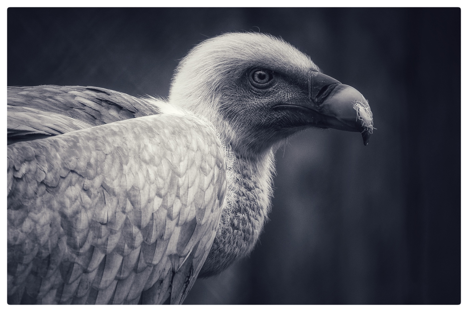 Portrait eines Gänsegeiers