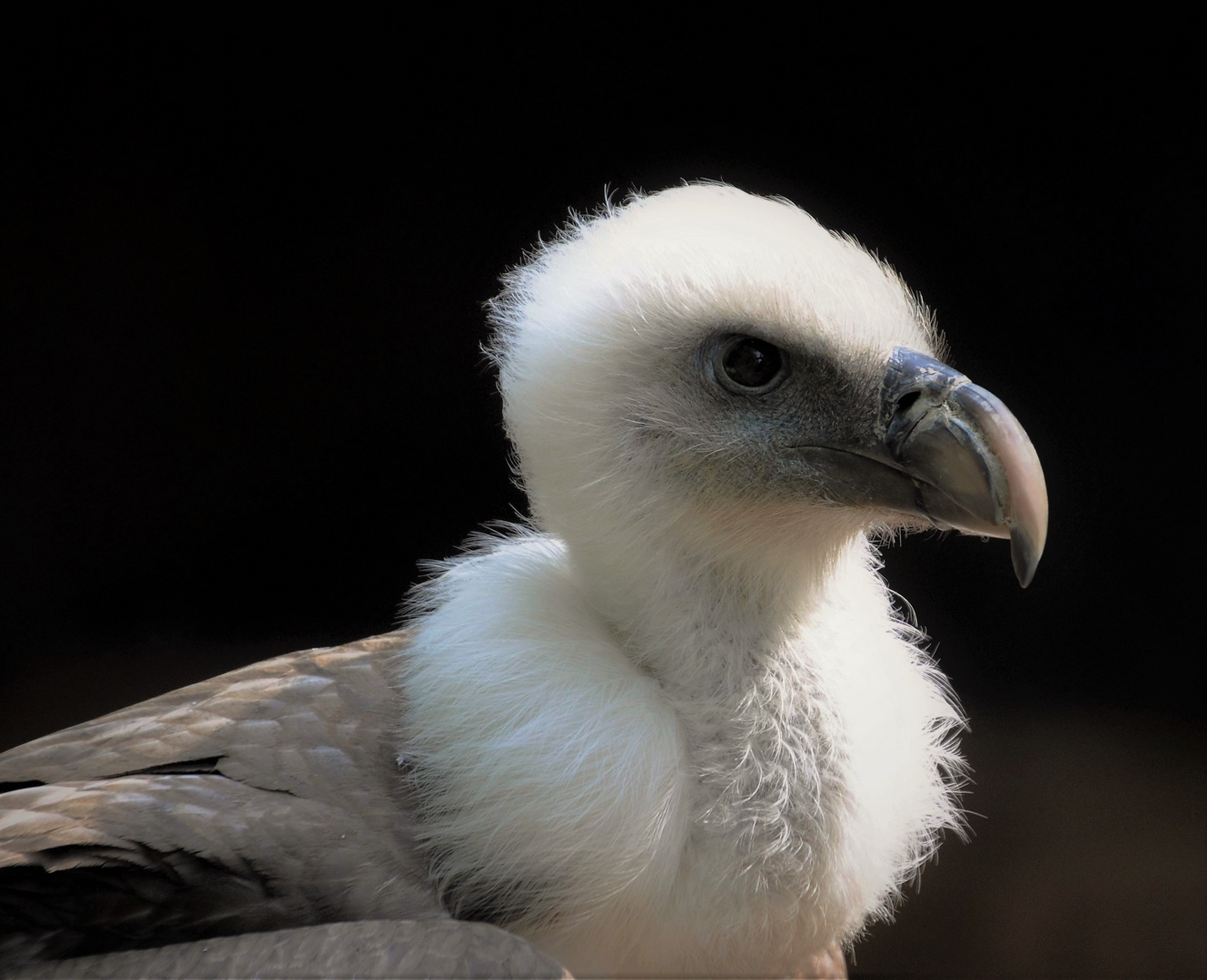 Portrait eines Gänsegeiers