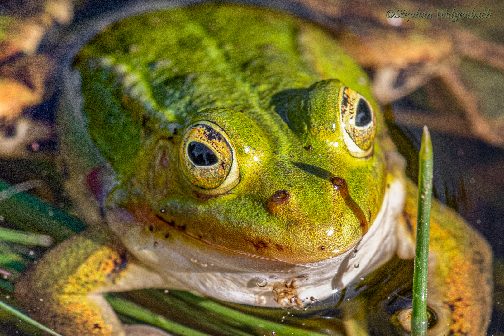 Portrait eines gemeinen Wasserfroschs