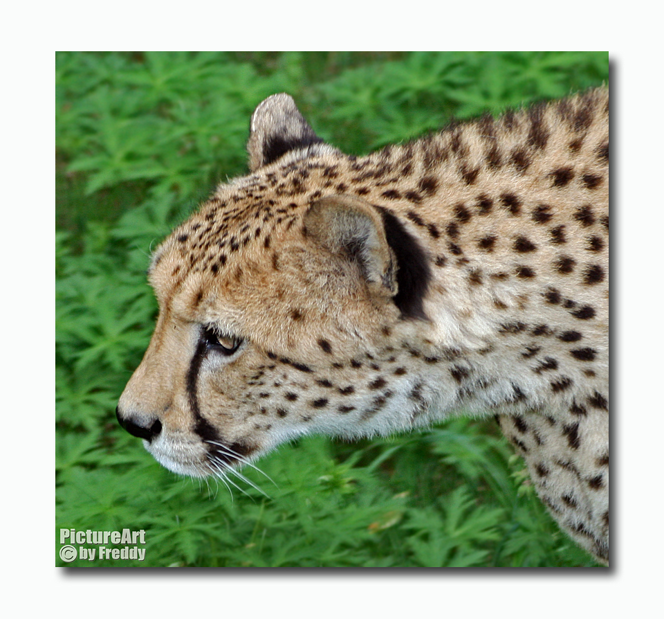 Portrait eines Geparden im Kölner Zoo