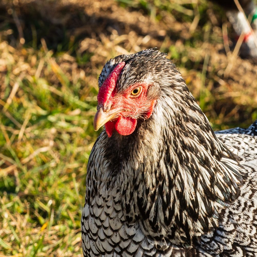 Portrait eines glücklichen Huhns