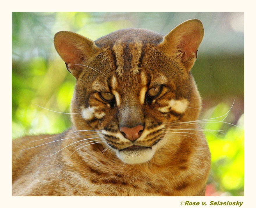 Portrait eines Goldkatzen Katers