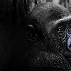 Portrait eines Gorillas