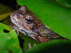 Portrait eines Grasfrosches (Rana temporaria)