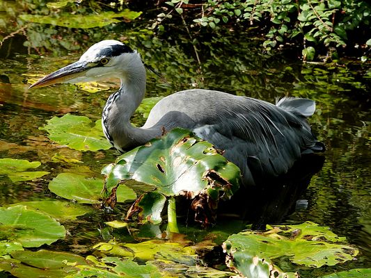 Portrait eines Graureihers