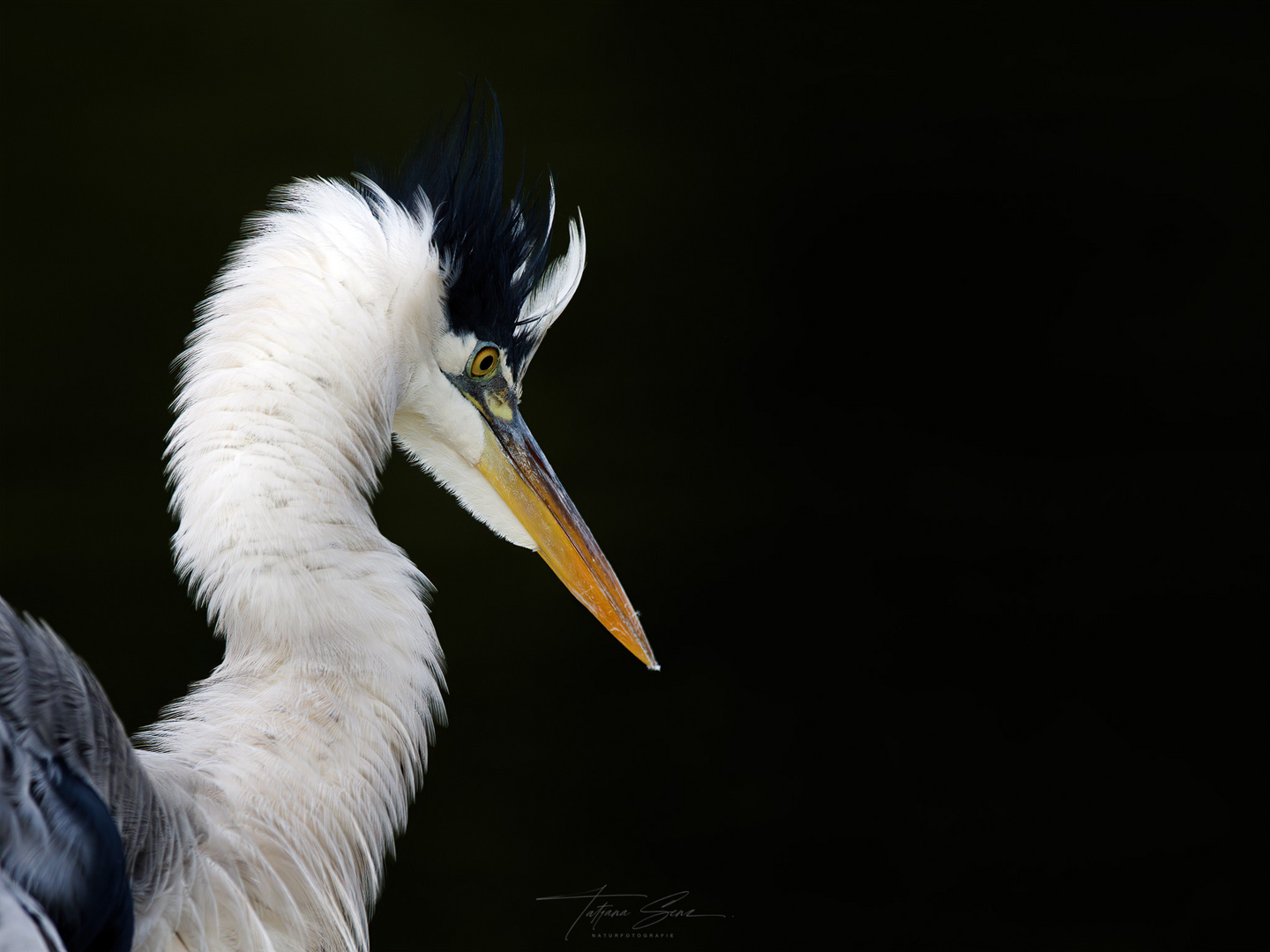 PORTRAIT eines GRAUREIHERS