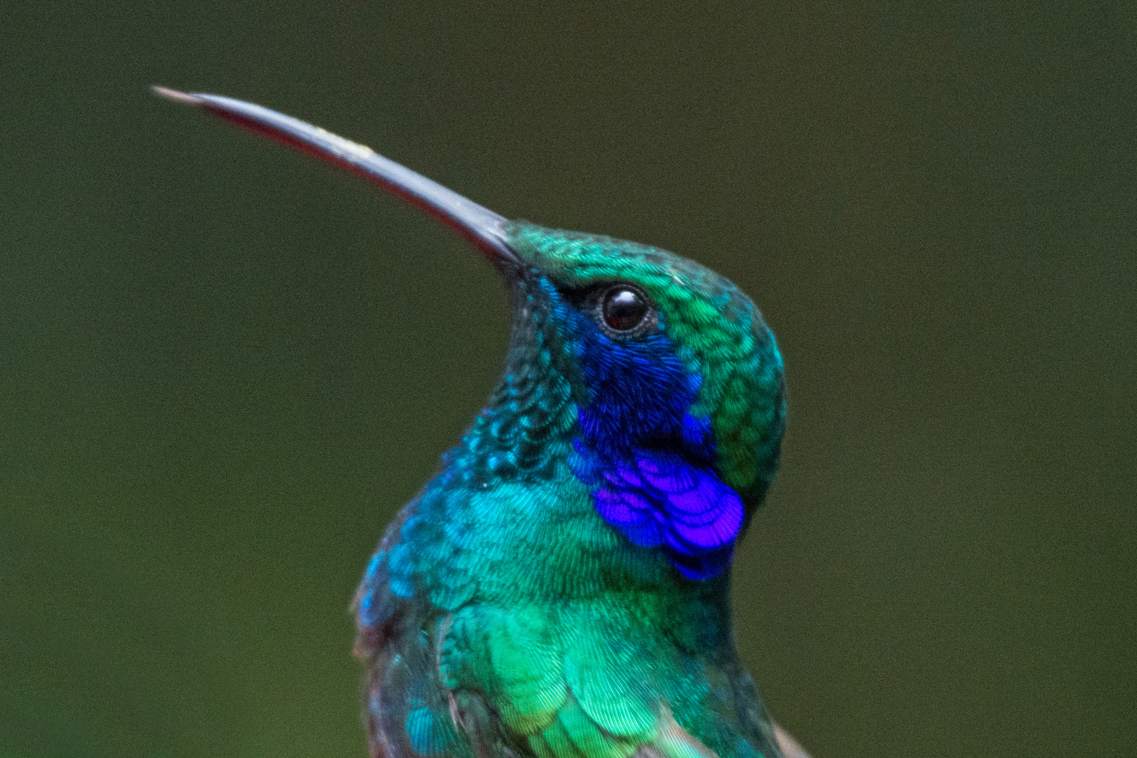 Portrait eines "Green Violet-ear" in Monteverde (Costa Rica)