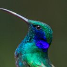 Portrait eines "Green Violet-ear" in Monteverde (Costa Rica)