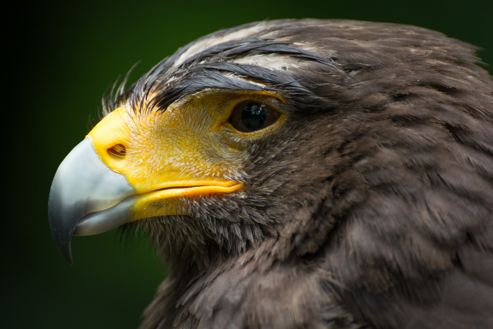 Portrait eines Harris Hawk