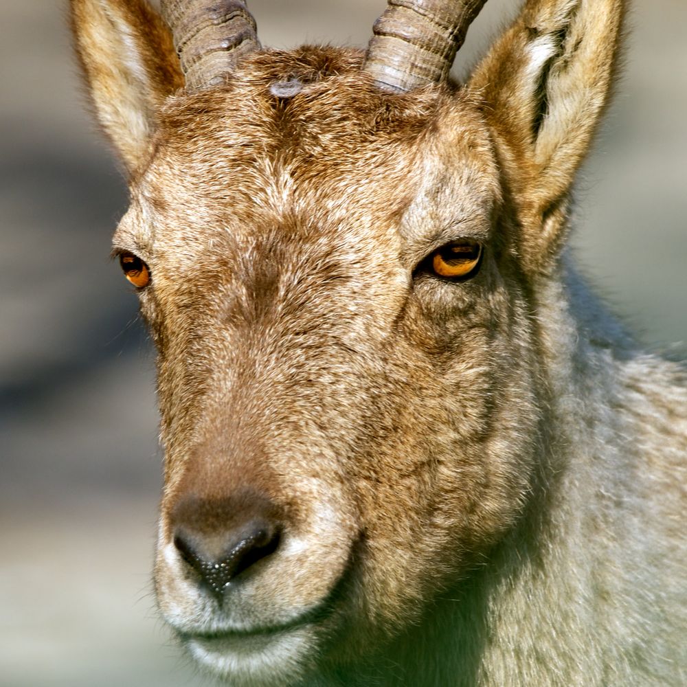 Portrait eines Himalaya-Tahr