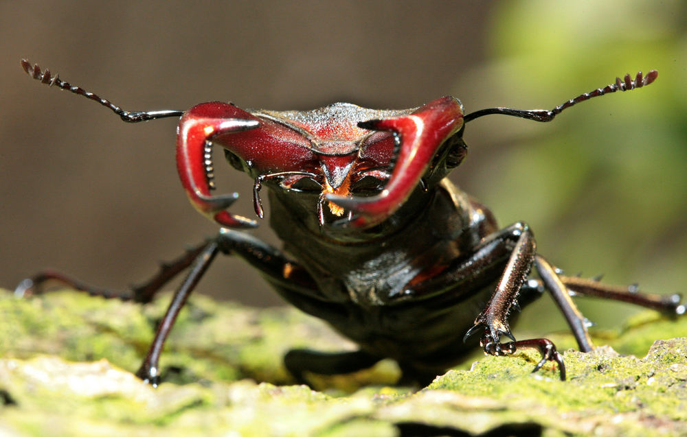 Portrait eines Hirschen