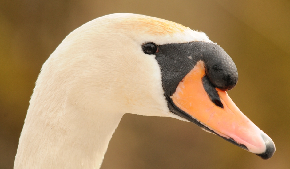 Portrait eines Höckerschwan