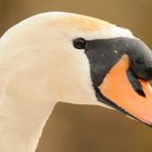 Portrait eines Höckerschwan