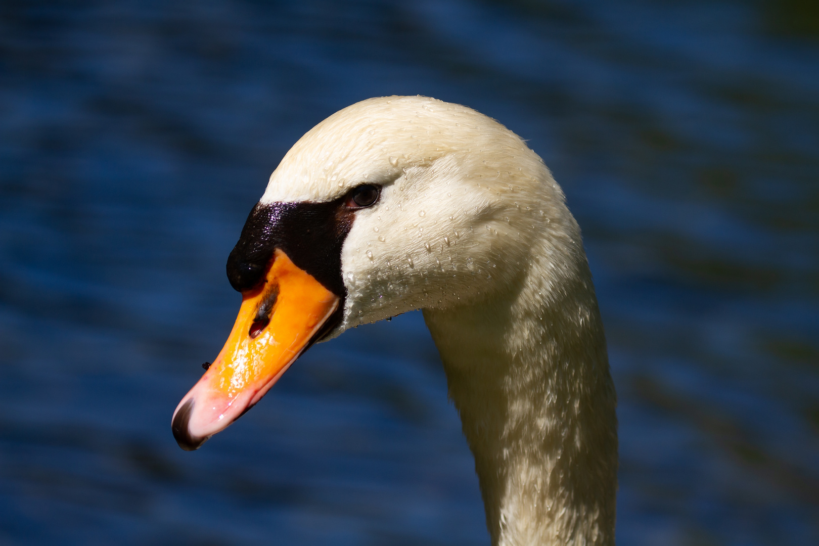 Portrait eines Höckerschwans