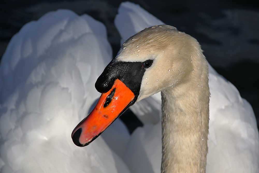 Portrait eines Höckerschwans