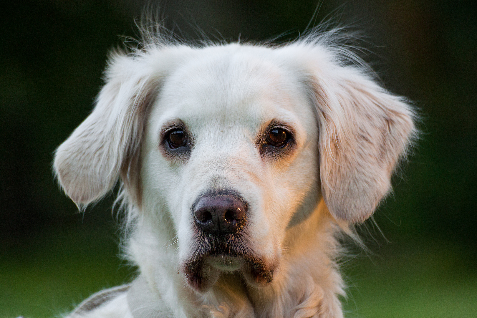 Portrait eines Hundes mit extremer Kuschelkrankheit unsere Goldi