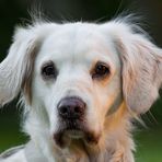 Portrait eines Hundes mit extremer Kuschelkrankheit unsere Goldi