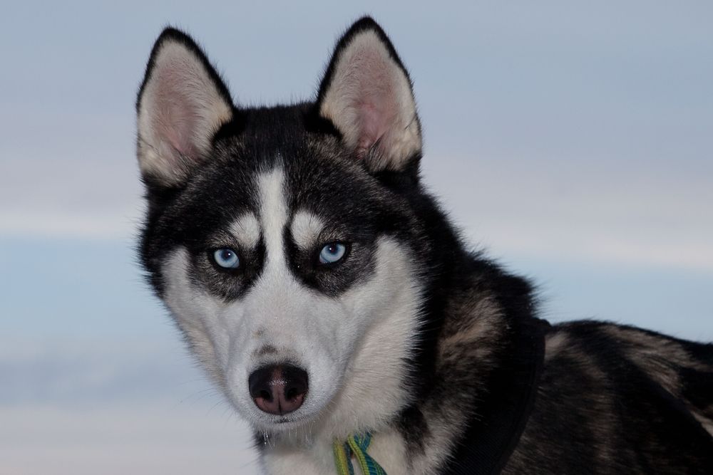 Portrait eines Husky