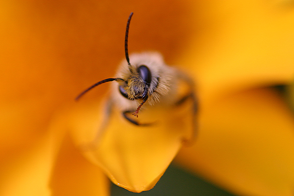 Portrait eines Insekts