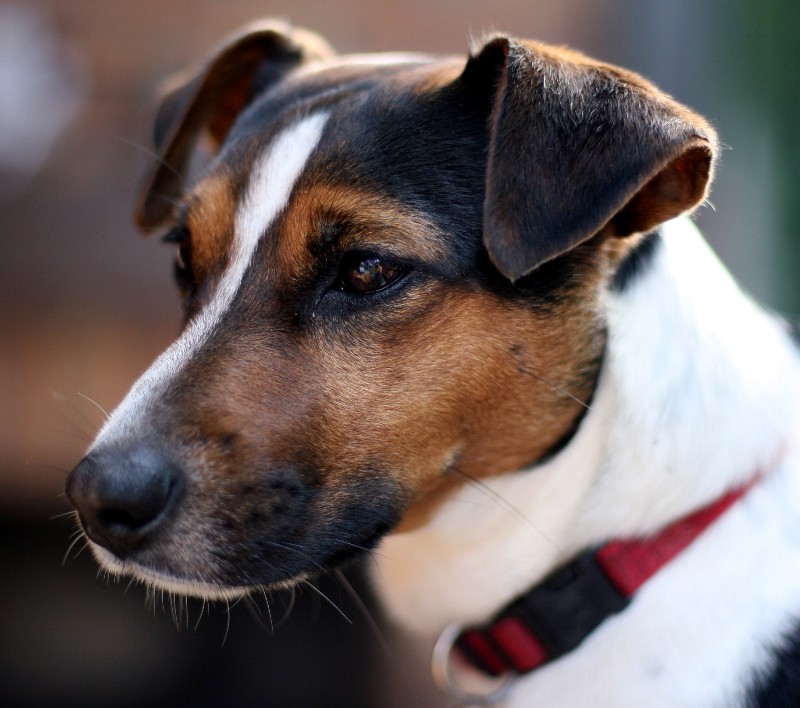Portrait eines Jack Russel Foto & Bild tiere, haustiere, hunde Bilder