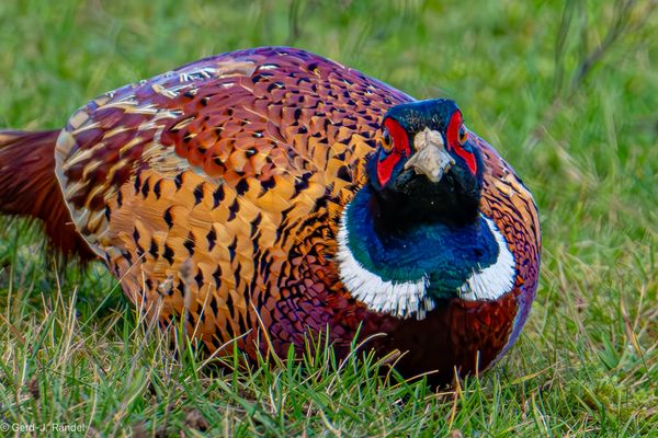 Portrait eines Jagdfasans