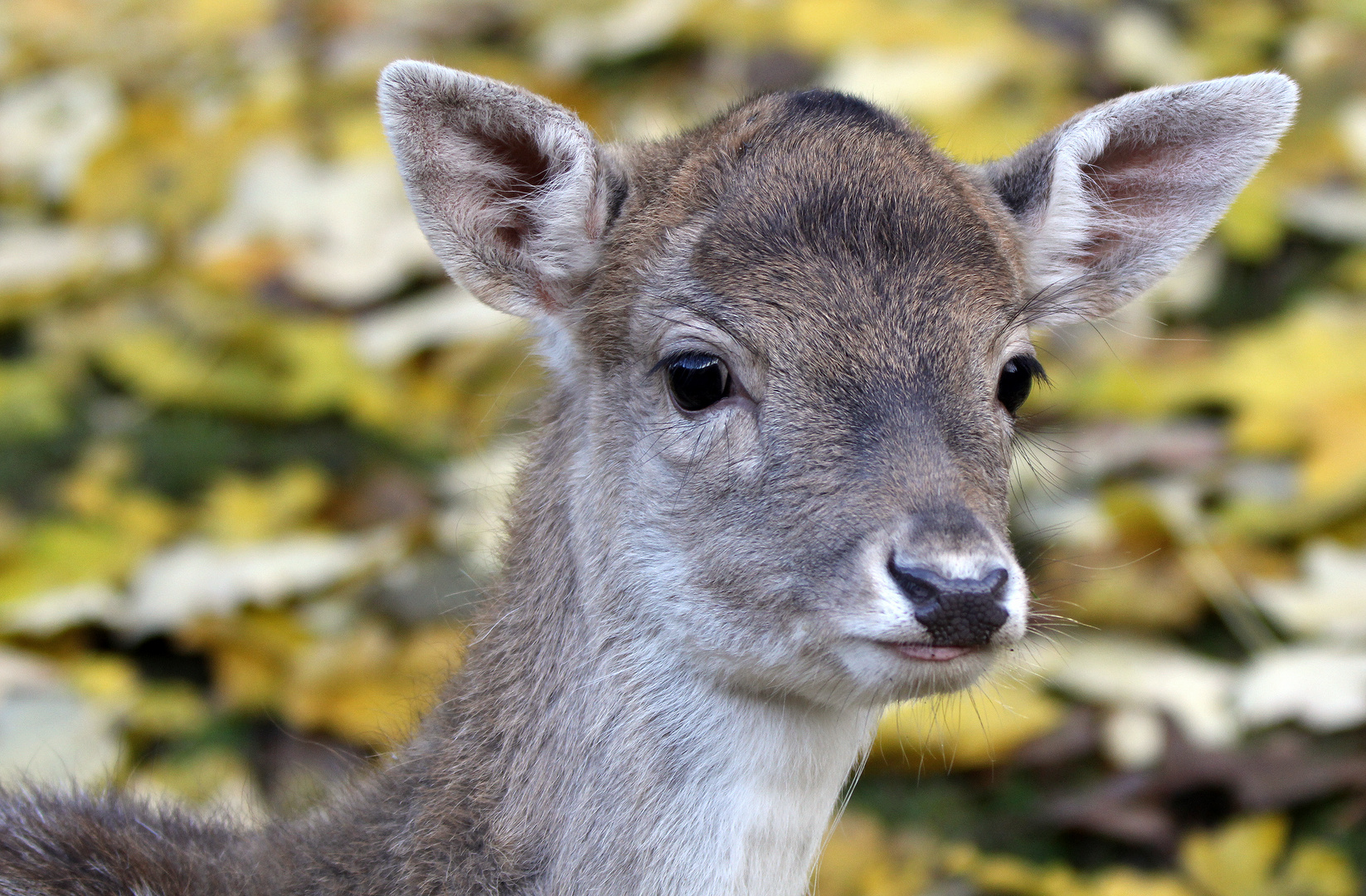 Portrait eines jungen Damwild Weibchens...