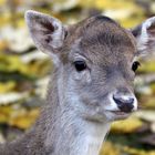 Portrait eines jungen Damwild Weibchens...