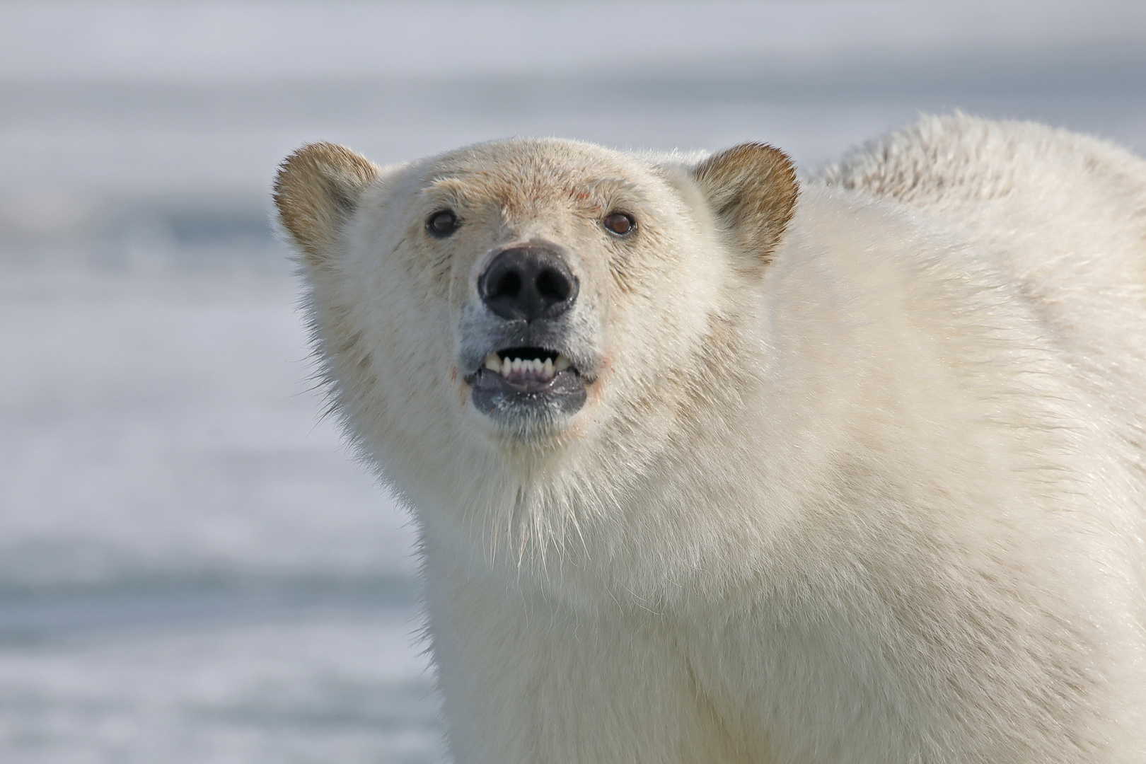 Portrait eines jungen Eisbären Foto & Bild | natur, tiere, wildlife